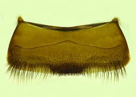   Anthidium atripoides  male, ventral view of fourth sternum (S4), photo from Gonzalez and Griswold 2013 
